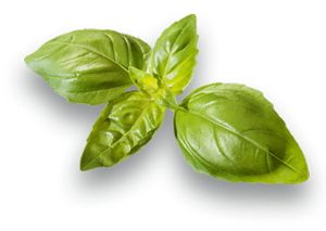 Spinach PNG-79130